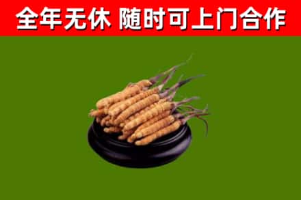 丽江市回收冬虫夏草